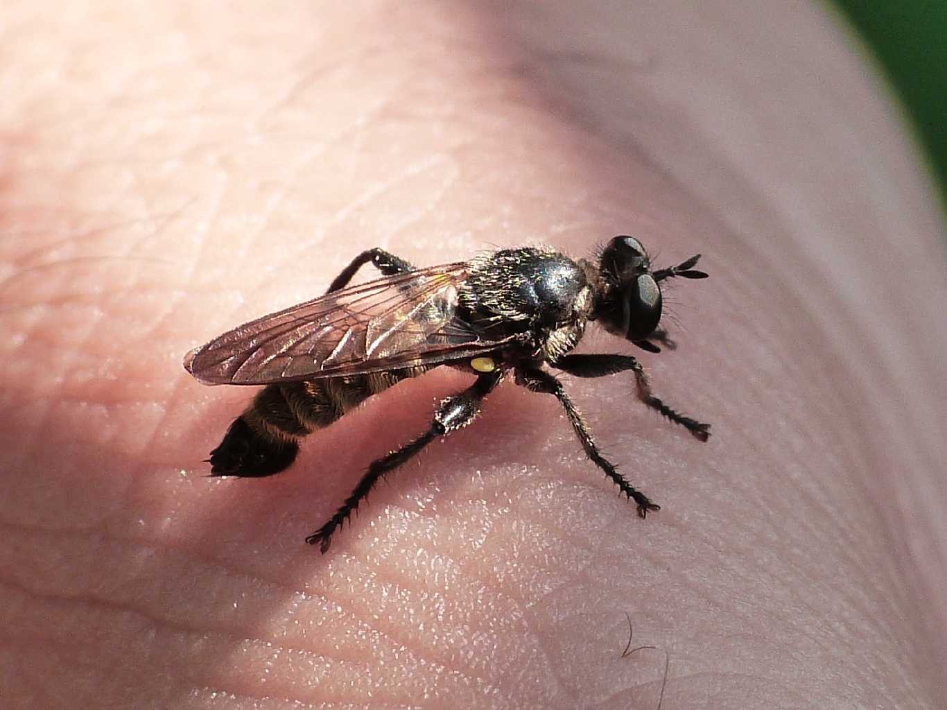 Choerades sp.